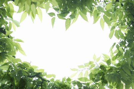 Sunlight and fresh green frame