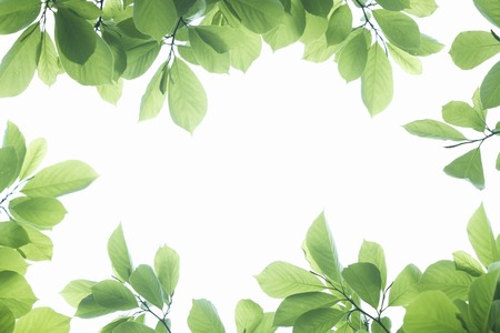 Fresh green leaves frameの写真素材