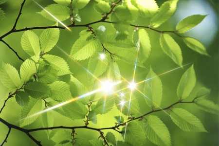 Fresh green and sparkleの写真素材