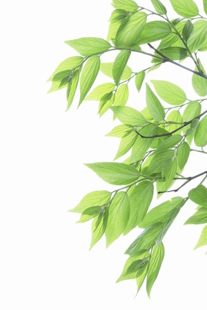 Fresh green leaves white backの写真素材