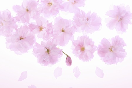 Blossom