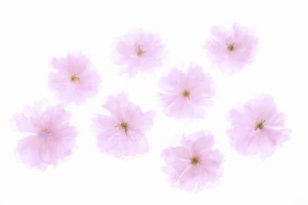 Blossomの写真素材