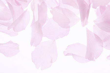 Blossom petalsの写真素材