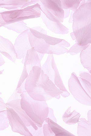 Blossom petalsの写真素材