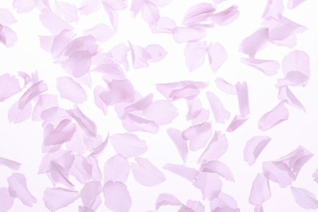 Blossom petalsの写真素材