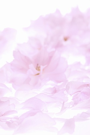 Blossom petalsの写真素材