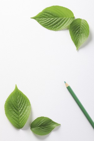 Fresh green leaves and green pencilの写真素材