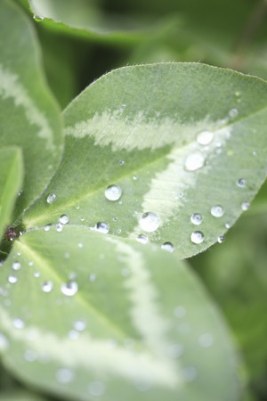 Clover and drops of waterの写真素材