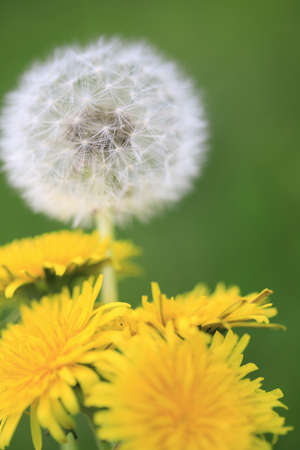 Dandelionの写真素材