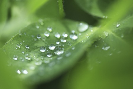 Clover and drops of water