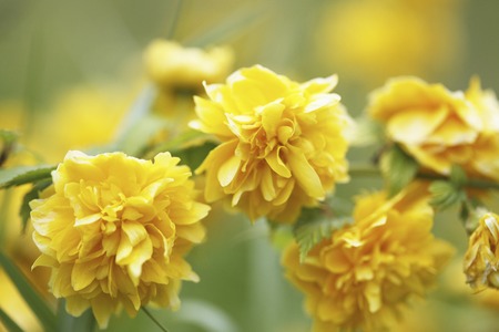 Kerriaの写真素材