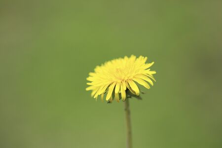 Dandelionの写真素材