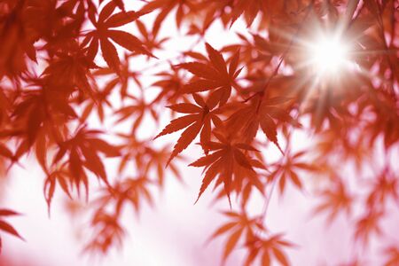 Maple leaves imagesの写真素材