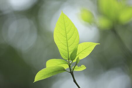 Fresh green leaves