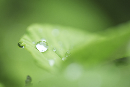 Corylopsis in fresh green leaves and water dropの写真素材