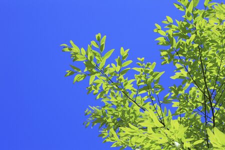 Blue sky and fresh green leavesの写真素材