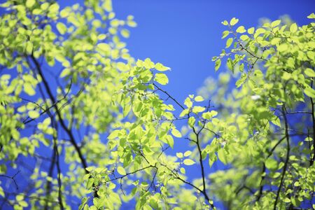 Blue sky and fresh green leaves
