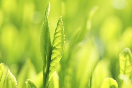 Tea leavesの写真素材