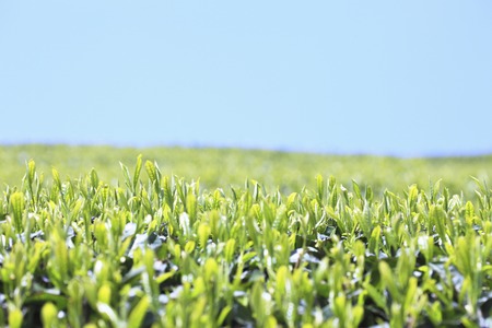 Tea leaves and blue skyの写真素材