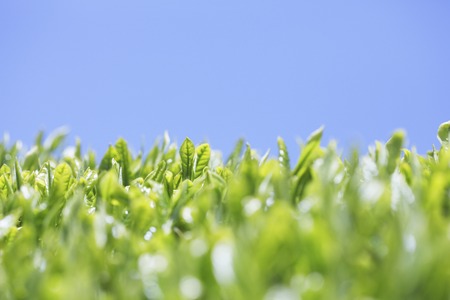 Tea leaves and blue sky