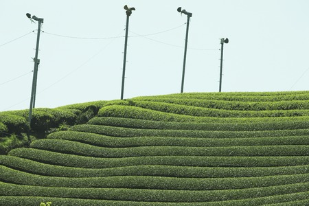 Tea plantation