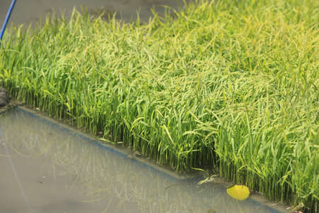 Nurseryの写真素材