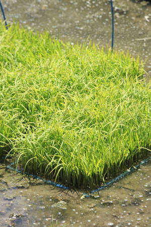 Nurseryの写真素材