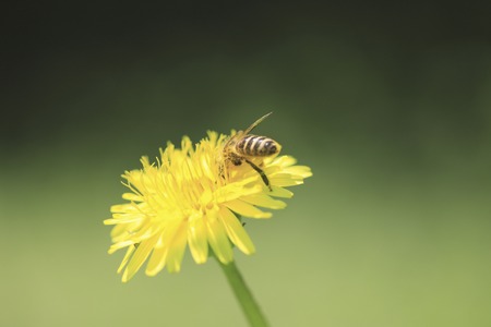 Dandelion and bee