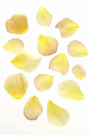 Rose petalsの写真素材