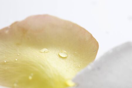 Petal drops dawinの写真素材