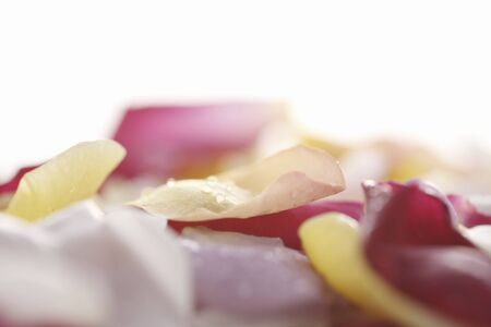 Rose petalsの写真素材