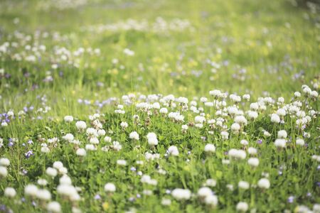 Sirotsme grassの写真素材