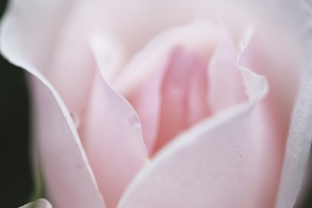 Pink Rosesの写真素材