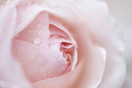 Pink Rosesの写真素材