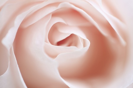 Pink Rosesの写真素材