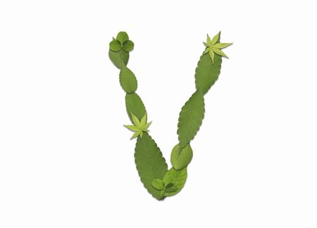 Leaf charactersの写真素材