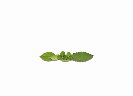 Leaf symbol