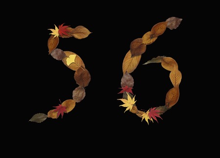 Character of dry leaves, black background