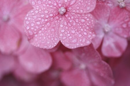 Pink hydrangeaの写真素材