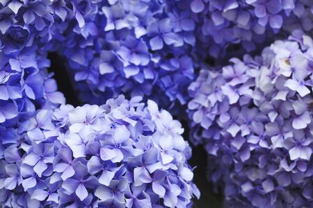 Purple hydrangeas