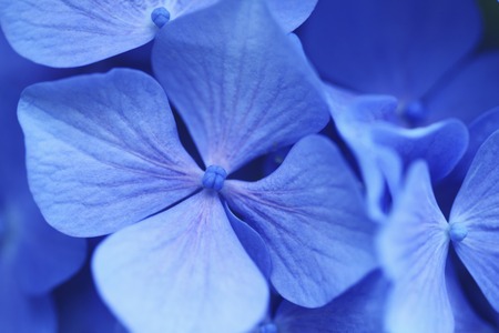 Purple hydrangeasの写真素材