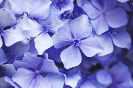 Purple hydrangeas