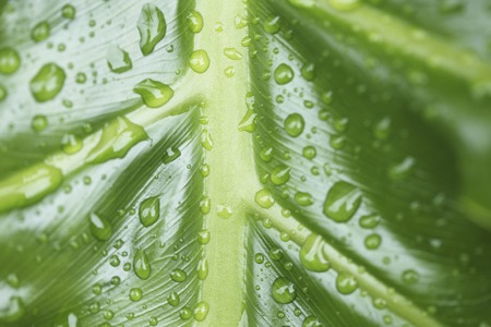 Leaves and drops