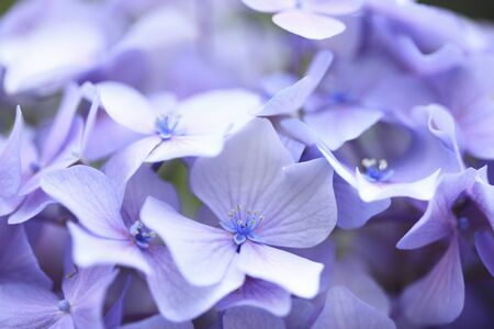 Purple hydrangeasの写真素材