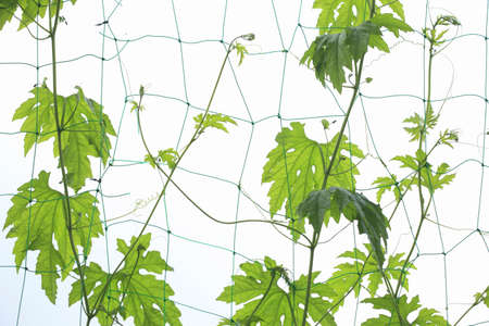 Leaves of bitter gourdの写真素材