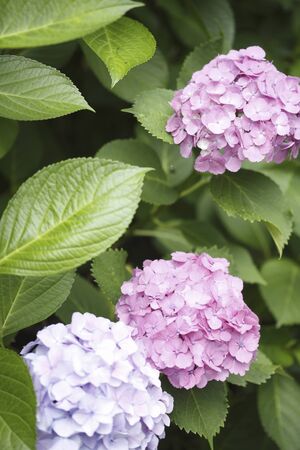Pink hydrangea