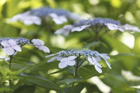 Hydrangeas