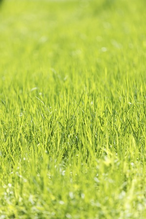 Lawnの写真素材