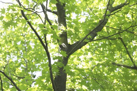 Fresh green Maple