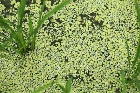 Duckweed of paddy